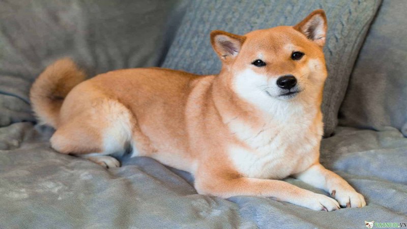 Tìm hiểu về lô đề con chó số mấy 